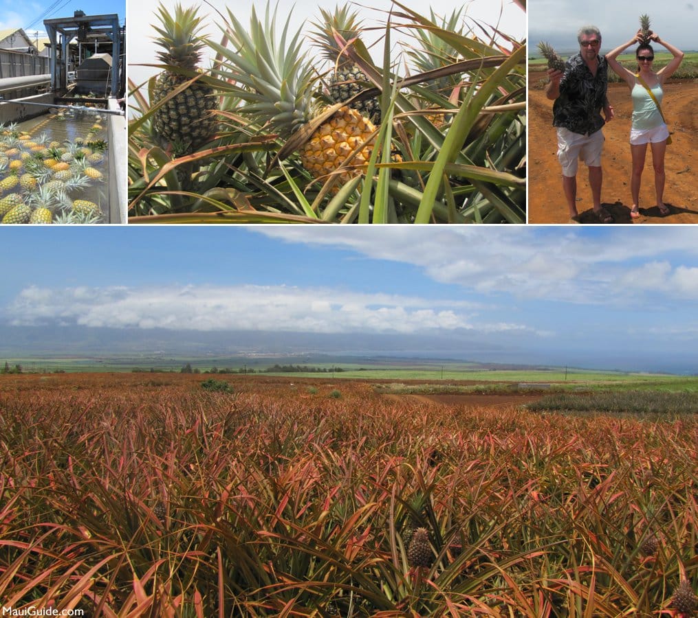 Take a pineapple tour on the North Shore.
